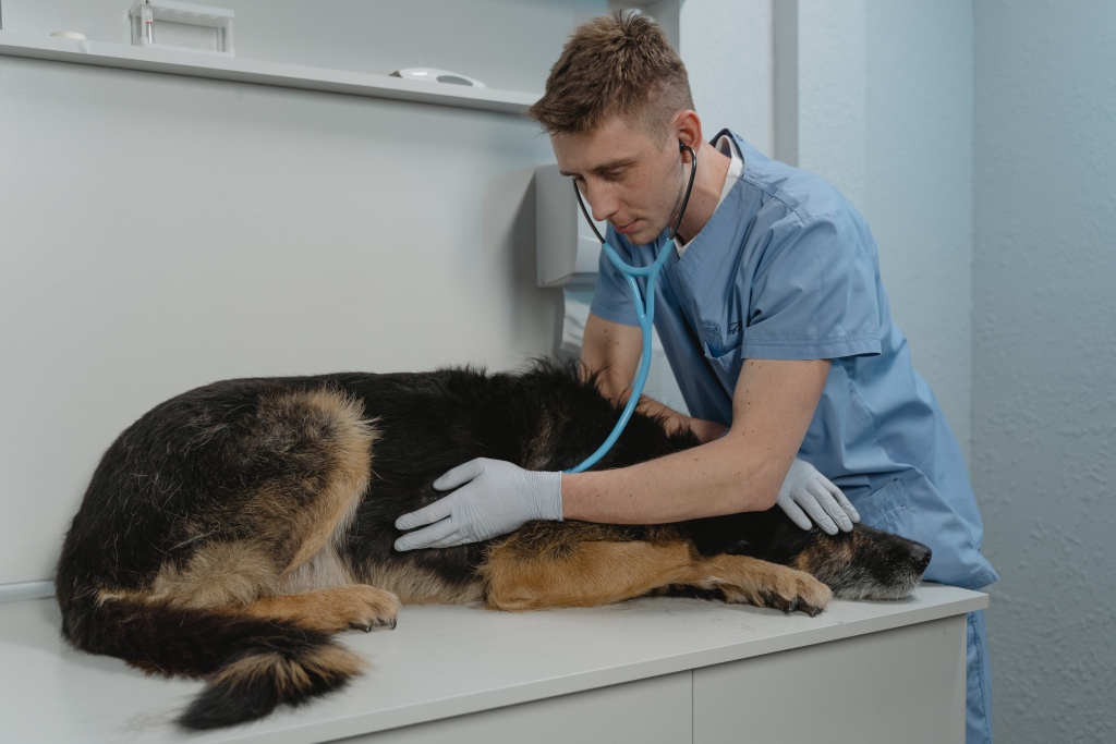 Un chien malade et un vétérinaire en train de l'osculter