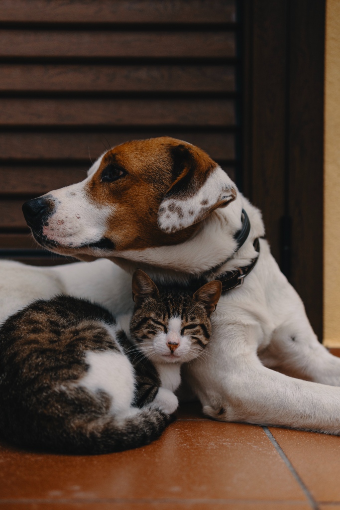 Un chien allongé aux côtés d'un chat
