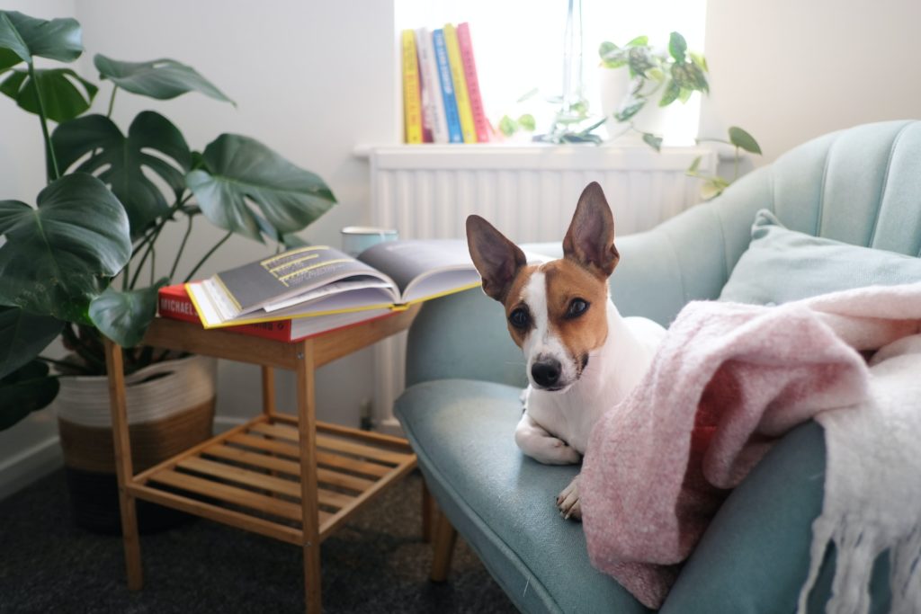 Un chien d'appartement sur un canapé en train de lire un livre