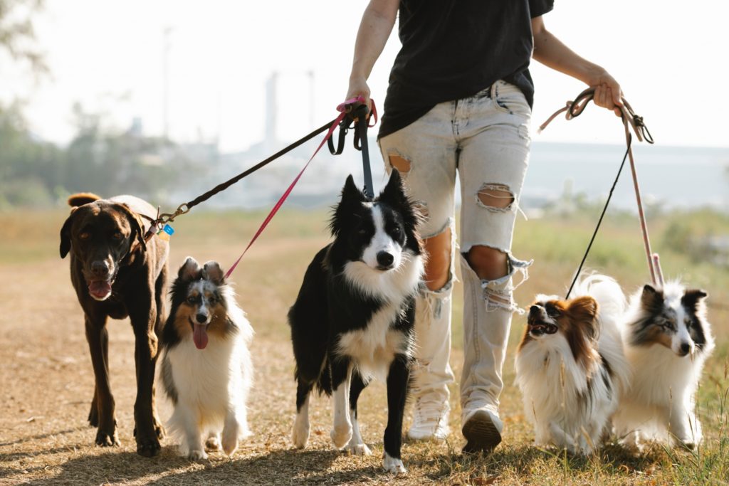 Un petsitter se balade avec plein de chiens