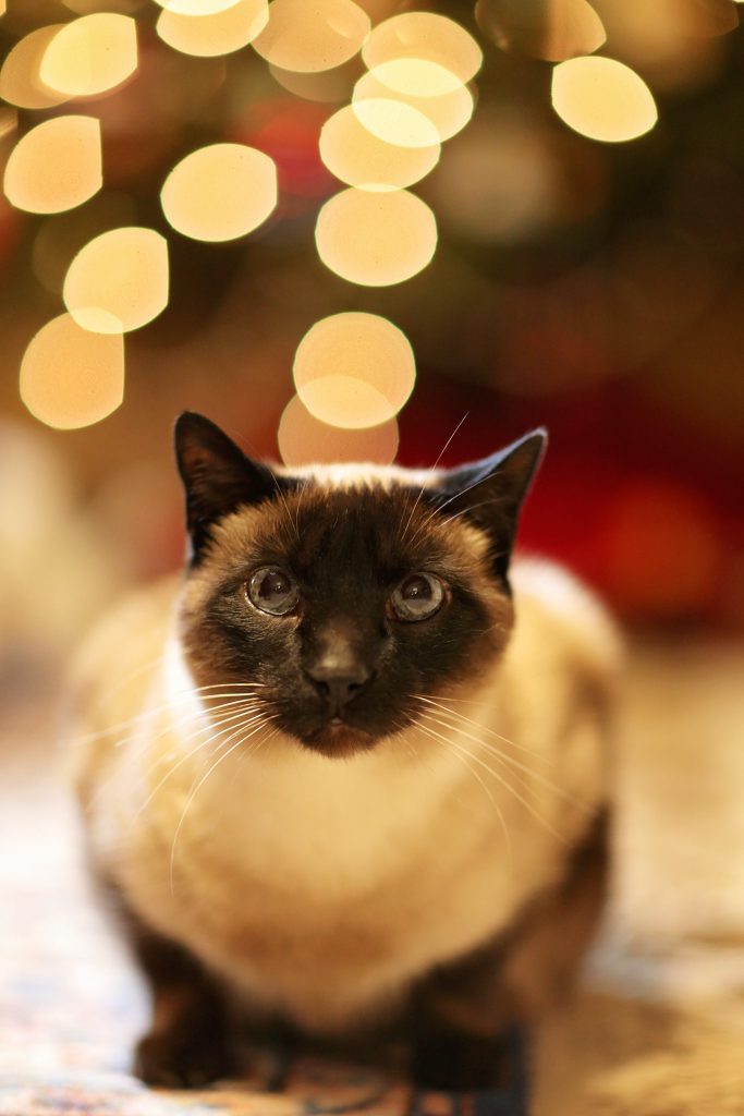 Un chat en premier plan et les lumières du sapin de Noel en arrière plan