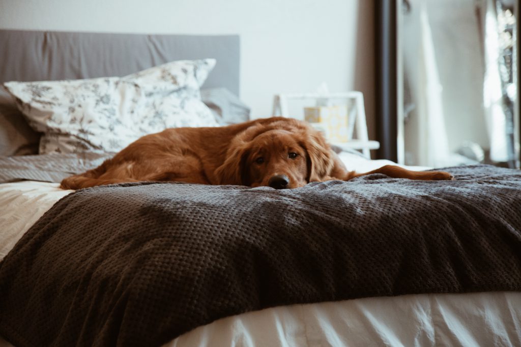 Un labrador fatigué allongé sur un lit