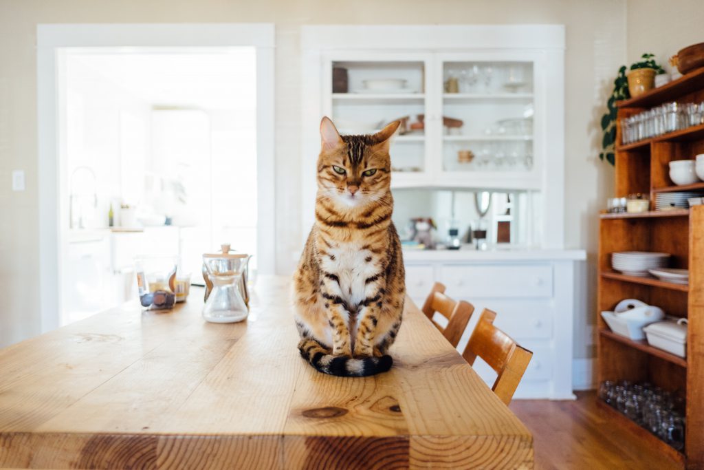 Un chat assis sur une table en bois, le regard sévère